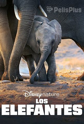 Elefante